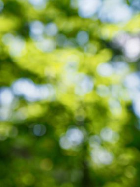 Ormanda yaprak bokeh, odağını kaybetmiş