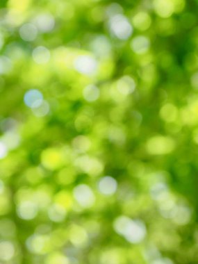 Ormanda yaprak bokeh, odağını kaybetmiş