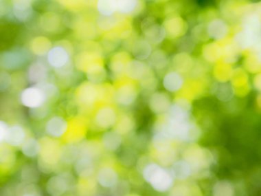 Ormanda yaprak bokeh, odağını kaybetmiş