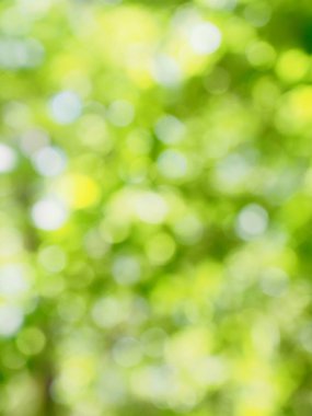 Ormanda yaprak bokeh, odağını kaybetmiş