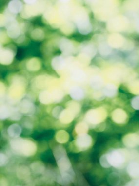 Ormanda yaprak bokeh, odağını kaybetmiş