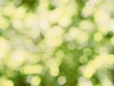 Ormanda yaprak bokeh, odağını kaybetmiş