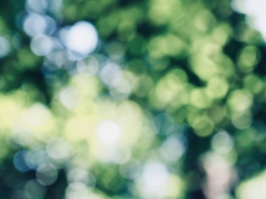 Ormanda yaprak bokeh, odağını kaybetmiş