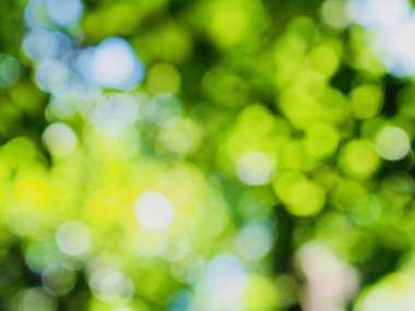 Ormanda yaprak bokeh, odağını kaybetmiş