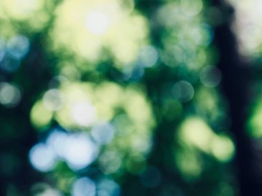 Ormanda yaprak bokeh, odağını kaybetmiş