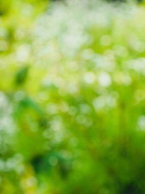 Ormanda yaprak bokeh, odağını kaybetmiş