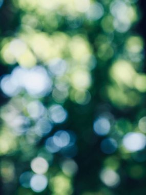 Ormanda yaprak bokeh, odağını kaybetmiş