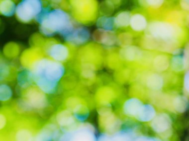 Ormanda yaprak bokeh, odağını kaybetmiş