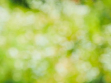Ormanda yaprak bokeh, odağını kaybetmiş