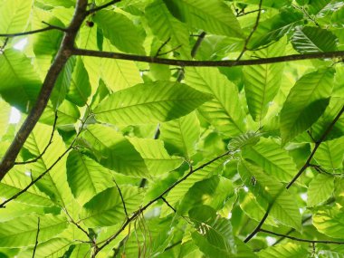 Kore taze yeşil yaprak