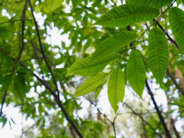 Kore taze yeşil yaprak
