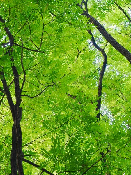 Frisches Grünes Blatt Von Korea — Stockfoto