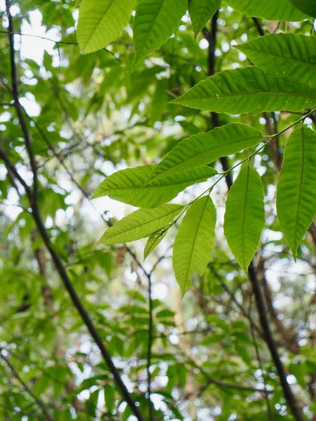 Färska Gröna Blad Korea — Stockfoto