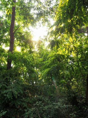 Kore Cheongju şehir toplayan orman