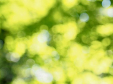 Ormanda yaprak bokeh, odağını kaybetmiş