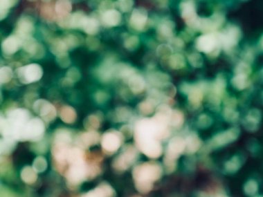 Ormanda yaprak bokeh, odağını kaybetmiş