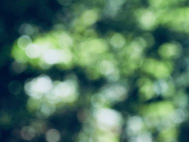 Ormanda yaprak bokeh, odağını kaybetmiş