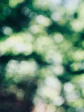 Ormanda yaprak bokeh, odağını kaybetmiş