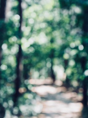 Ormanda yaprak bokeh, odağını kaybetmiş