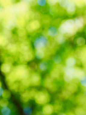 Ormanda yaprak bokeh, odağını kaybetmiş