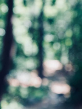 Ormanda yaprak bokeh, odağını kaybetmiş