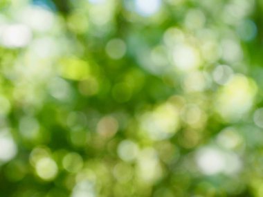 Ormanda yaprak bokeh, odağını kaybetmiş