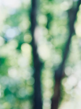 Ormanda yaprak bokeh, odağını kaybetmiş