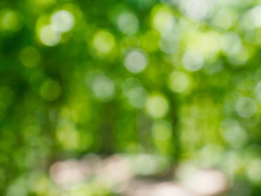 Ormanda yaprak bokeh, odağını kaybetmiş