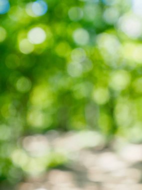 Ormanda yaprak bokeh, odağını kaybetmiş