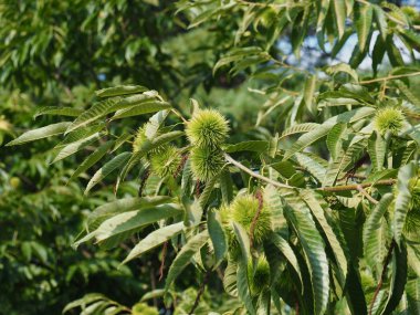Güney Kore'nin kestane ağacı