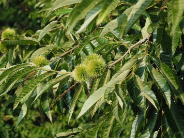 Güney Kore'nin kestane ağacı