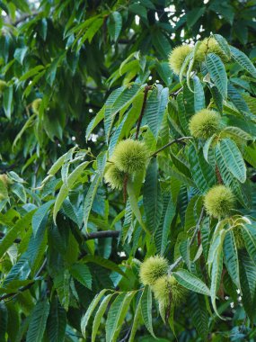 Güney Kore'nin kestane ağacı