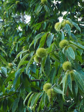 Güney Kore'nin kestane ağacı