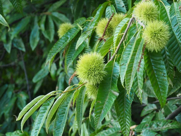 Güney Kore'nin kestane ağacı