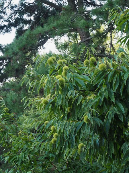 Südkoreas Kastanienbaum — Stockfoto