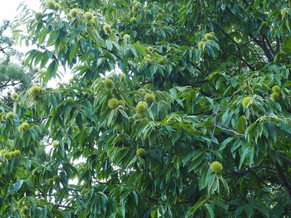 South Korea Chestnut Tree — Stock Photo, Image