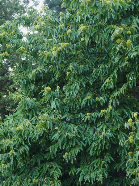 South Korea Chestnut Tree — Stock Photo, Image