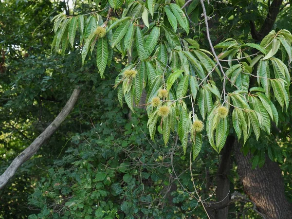 South Korea Chestnut Tree — Stock Photo, Image