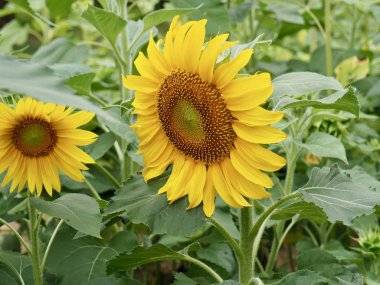 Kore'nin ayçiçeği çiçek peyzaj