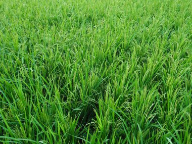 Pirinç tarlaları Cheongju, Kore manzara 