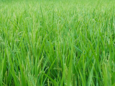 Pirinç tarlaları Cheongju, Kore manzara 