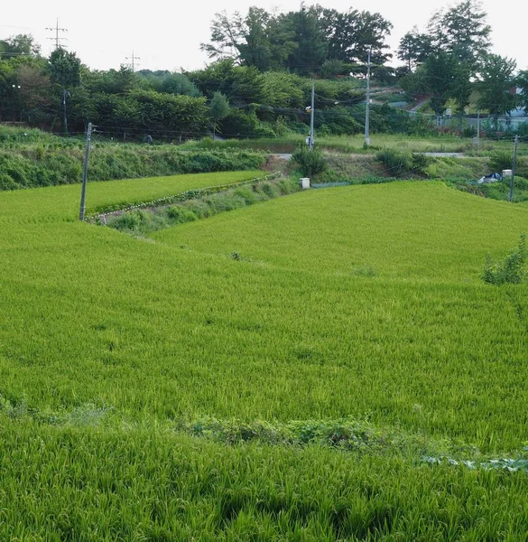 Korea Cheongju City Paddy Fields — Stock Photo, Image