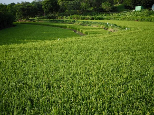 Coreia Cheongju Cidade Paddy Campos — Fotografia de Stock