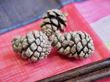 Kore'nin küçük çam kozalakları