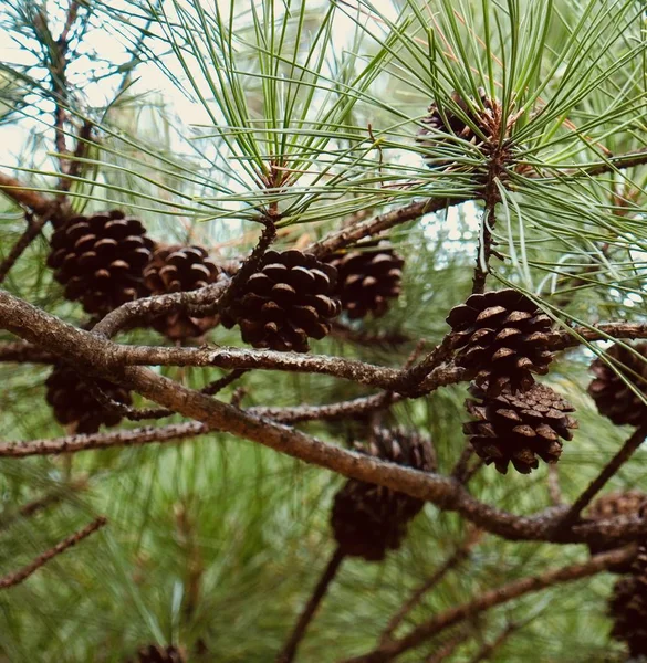 Petits Cônes Pin Corée — Photo