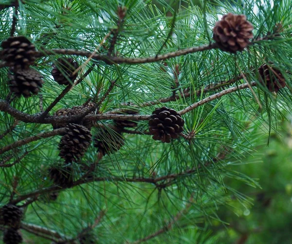 Korea Small Pine Cones — Stock Photo, Image