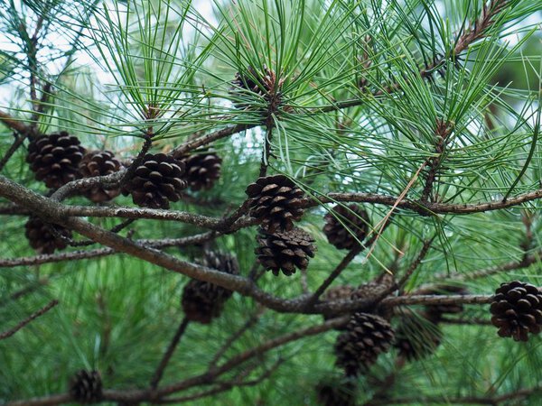 Korea's small pine cones