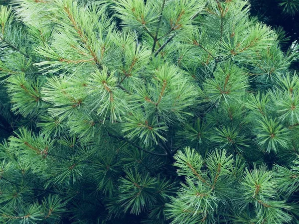 Koreje Pine Jehly Krajina — Stock fotografie