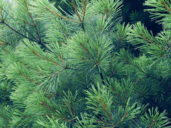 Korea Pine Needle Landschap — Stockfoto