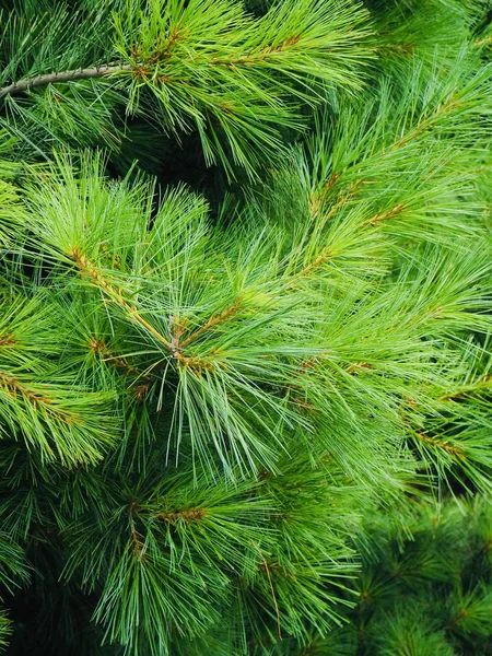 Korea Pine Needle Landschap — Stockfoto